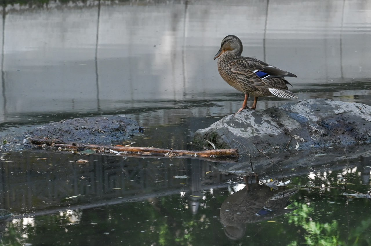 Уровень воды в реке Салгир резко снизился из-за жары