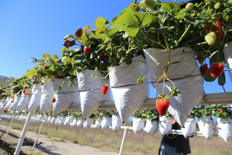 Как в Крыму фермеры выращивают «парящую» землянику