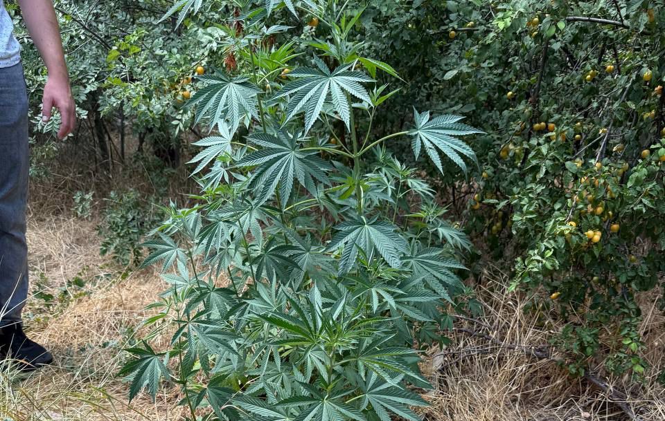 В Ялте у молодого наркоботаника обнаружили 60 кустов марихуаны 