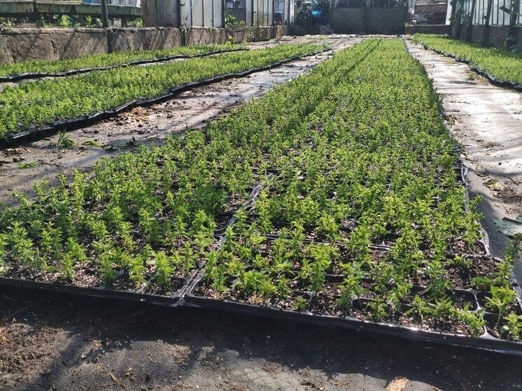 Растительный антибиотик из Крыма начнут выращивать в промышленных масштабах