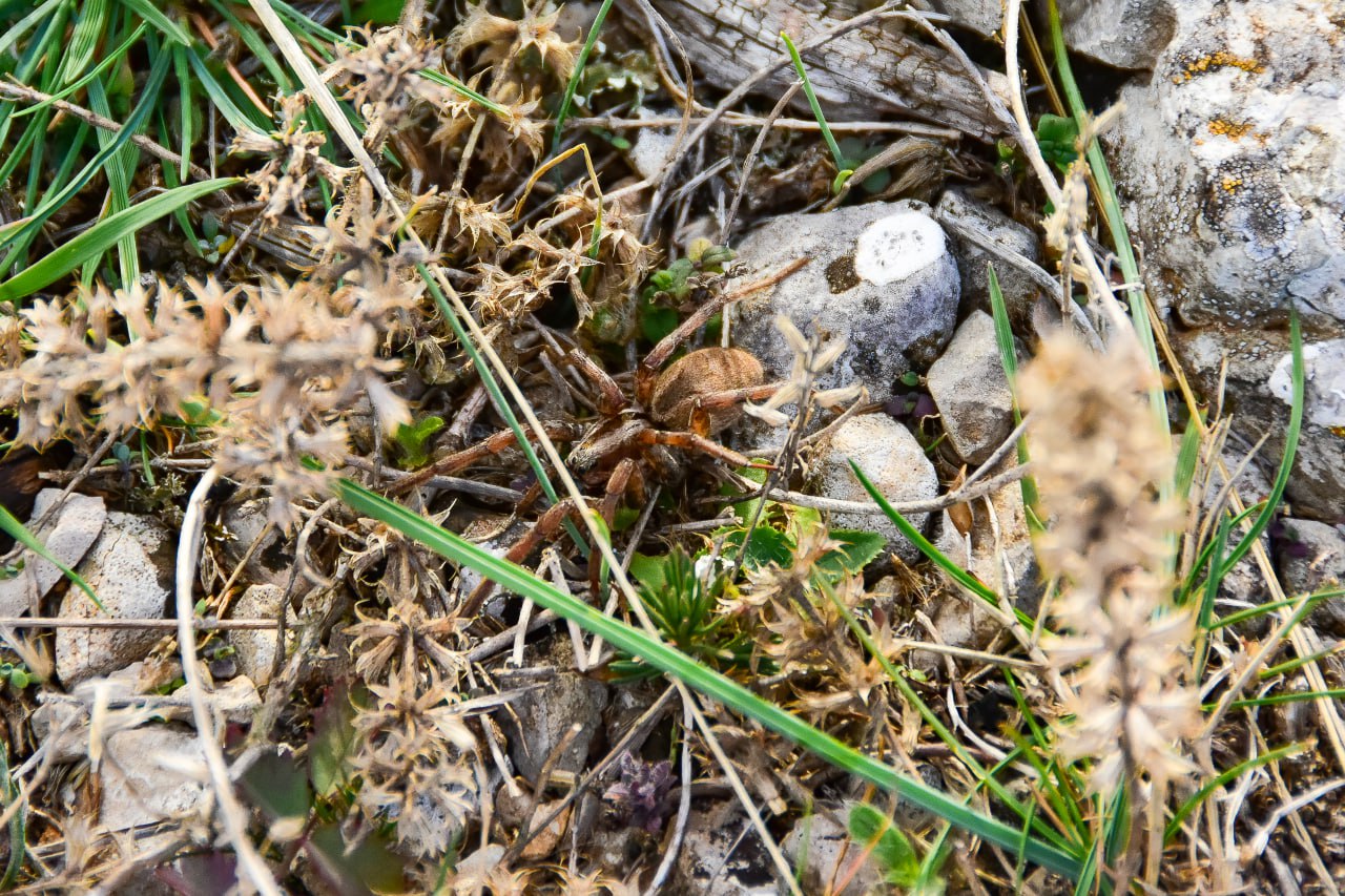 В Крыму увеличилось количество пауков: кто из них смертельно опасен