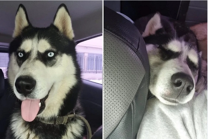 Полиция расследует убийство хаски в Керчи