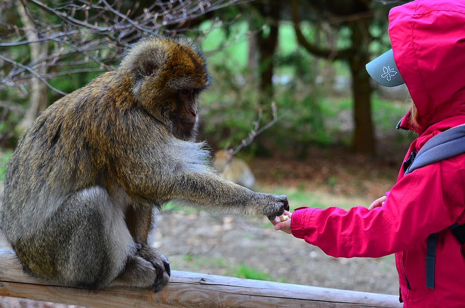 Сомнительные услуги: как наказывают фотоживодёров в Крыму и какую опасность представляют обезьяны и птицы