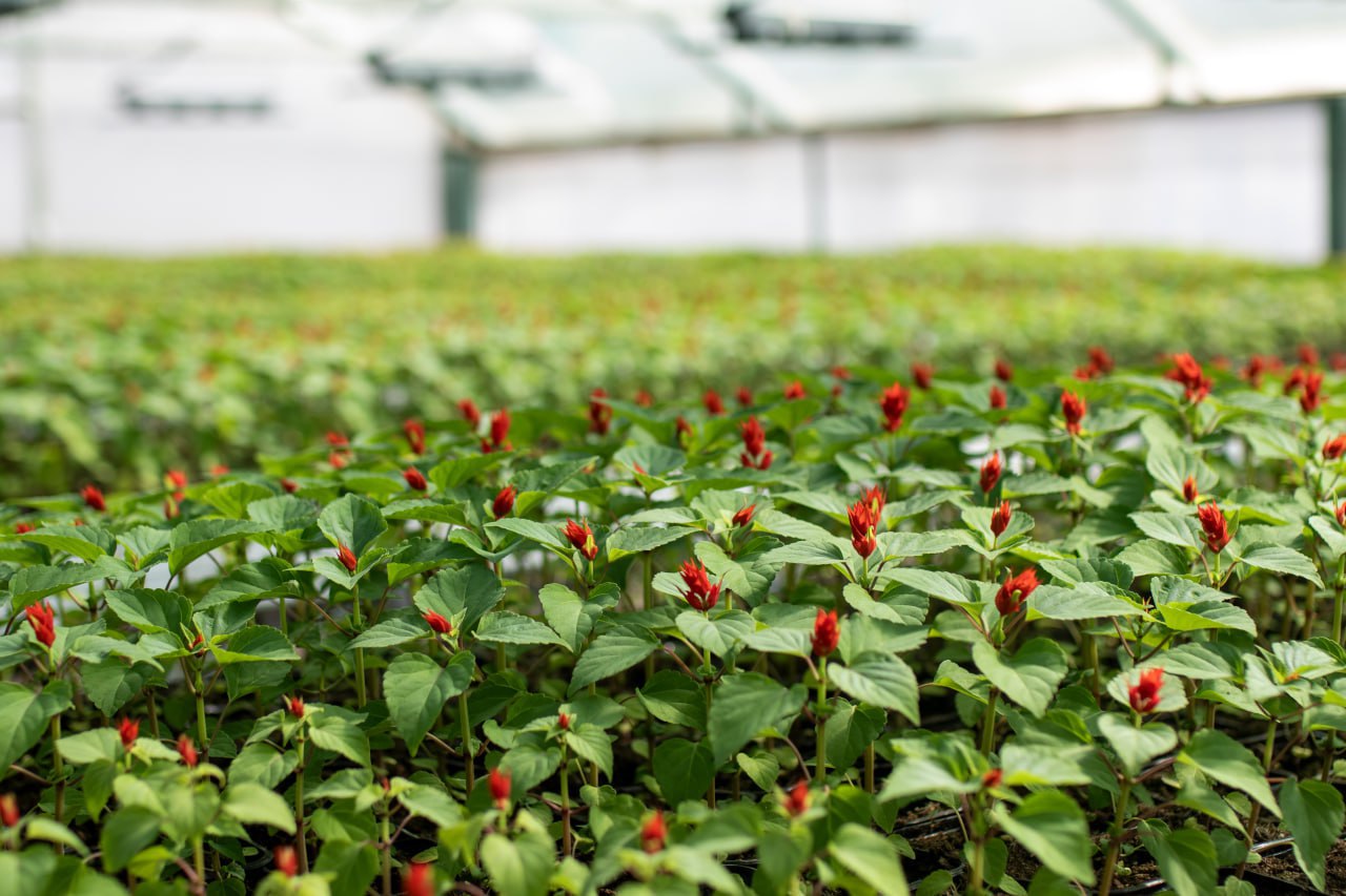 Симферополь украсят 120 тысяч цветов