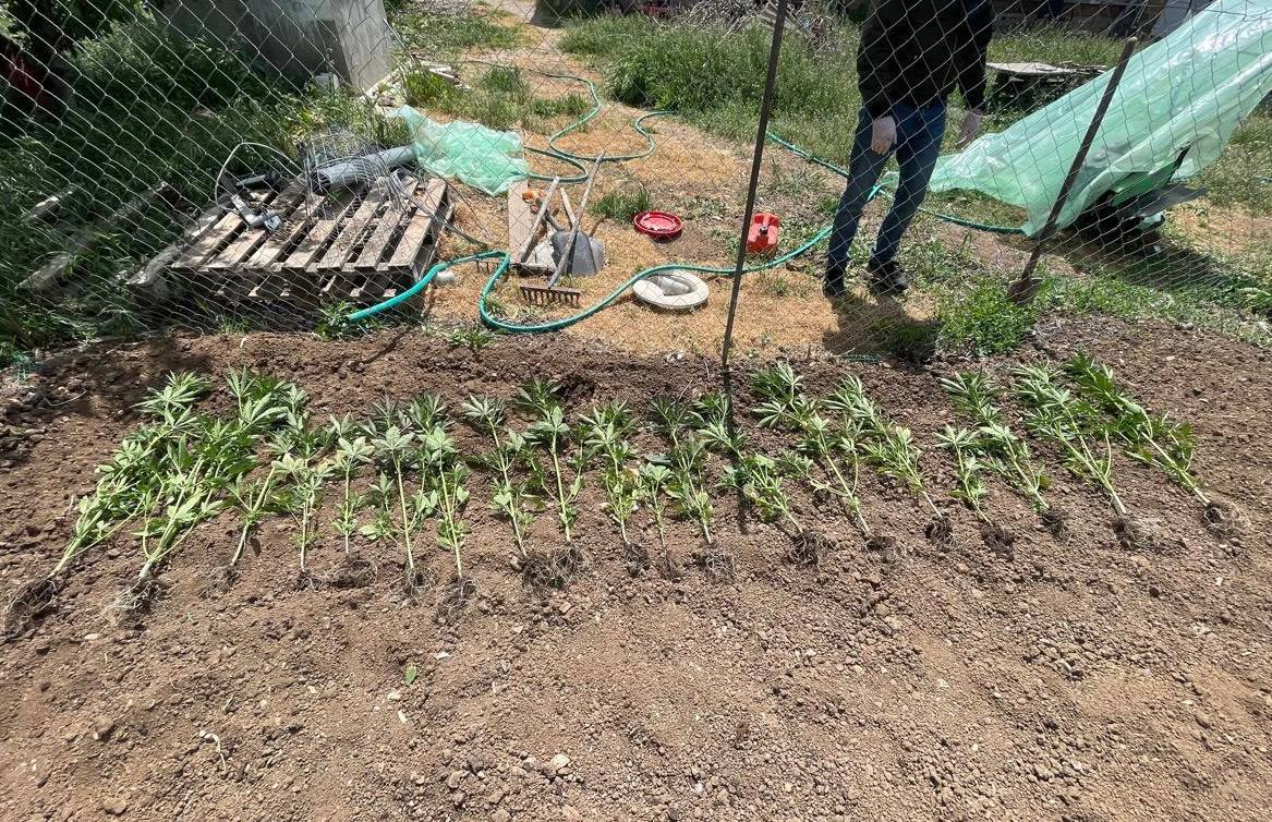 В Бахчисарайском районе осудили наркофермера за выращивание 28 кустов марихуаны