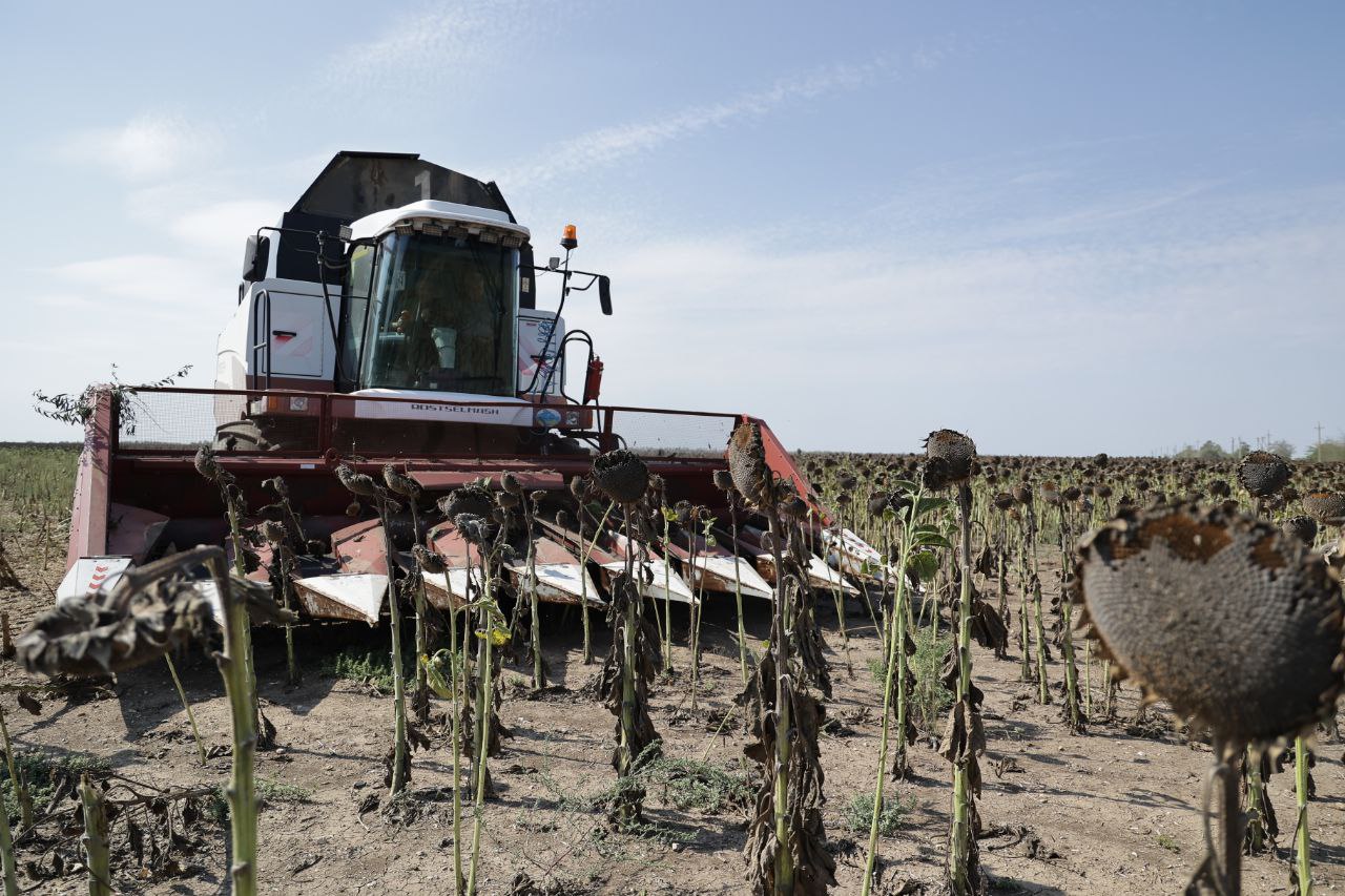 Крымчане приступили к массовой уборке подсолнечника 
