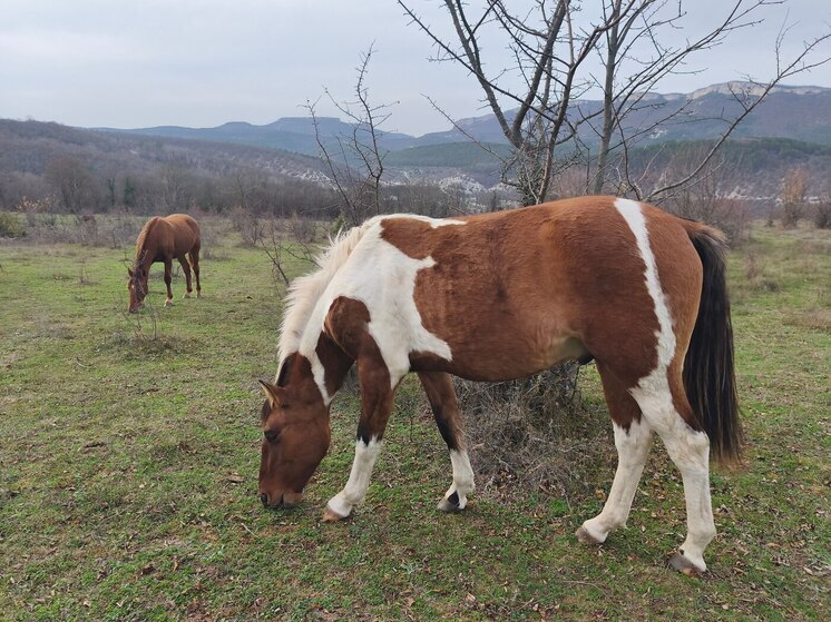В Бахчисарайском районе возрождают уникальную породу лошадей