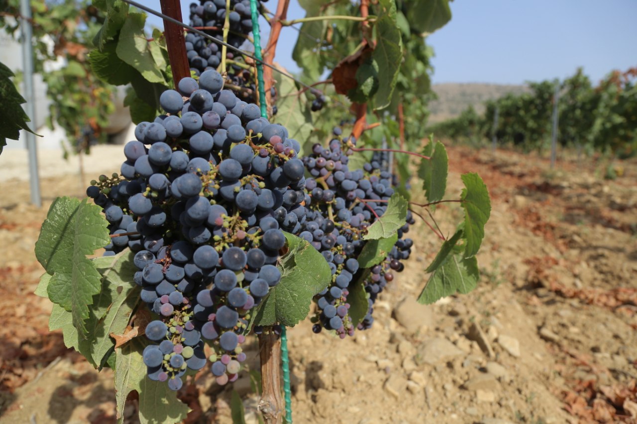 Крымское виноградарское предприятие заплатит штраф за использование повышенных доз химикатов