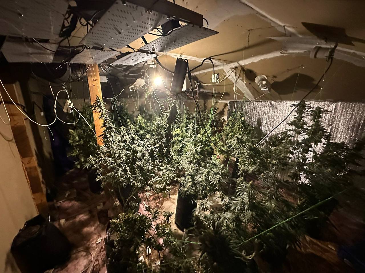 Оранжерея конопли на чердаке: в Кировском районе задержали сельского наркоботаника