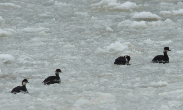 Шуга на Азовском море угрожает птицам