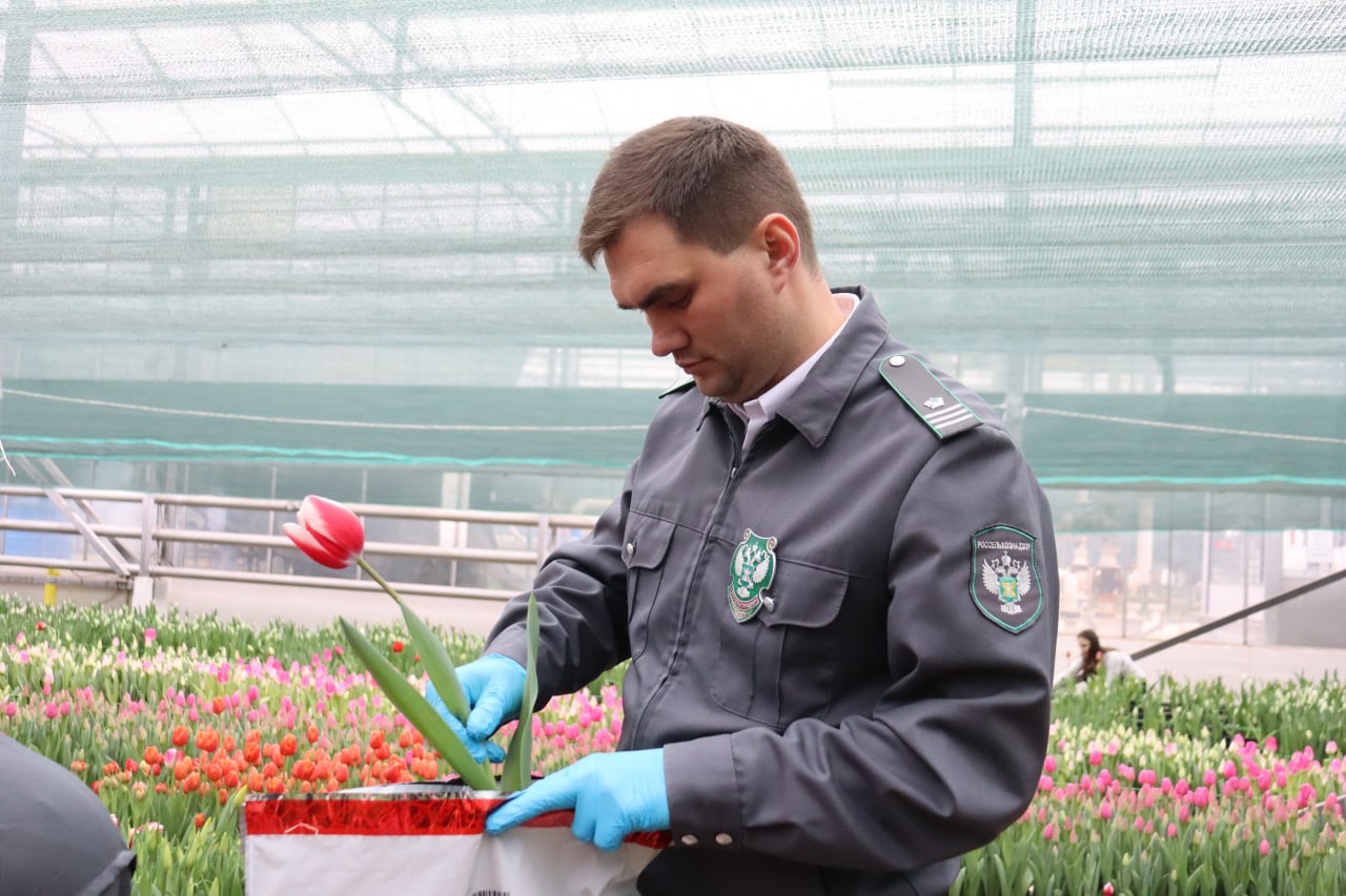 Крымские тюльпаны перед 8 марта проверяют на вредителей