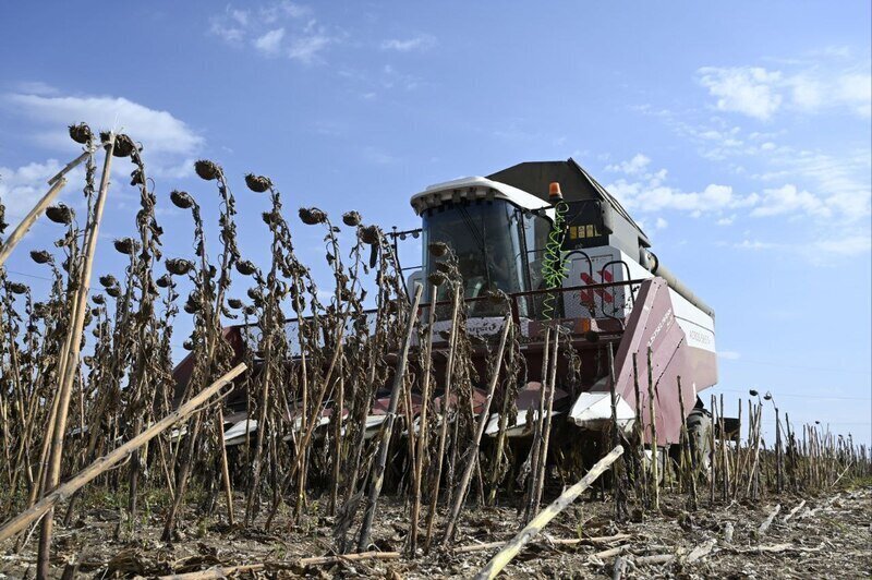 В Крыму начался сбор урожая подсолнечника