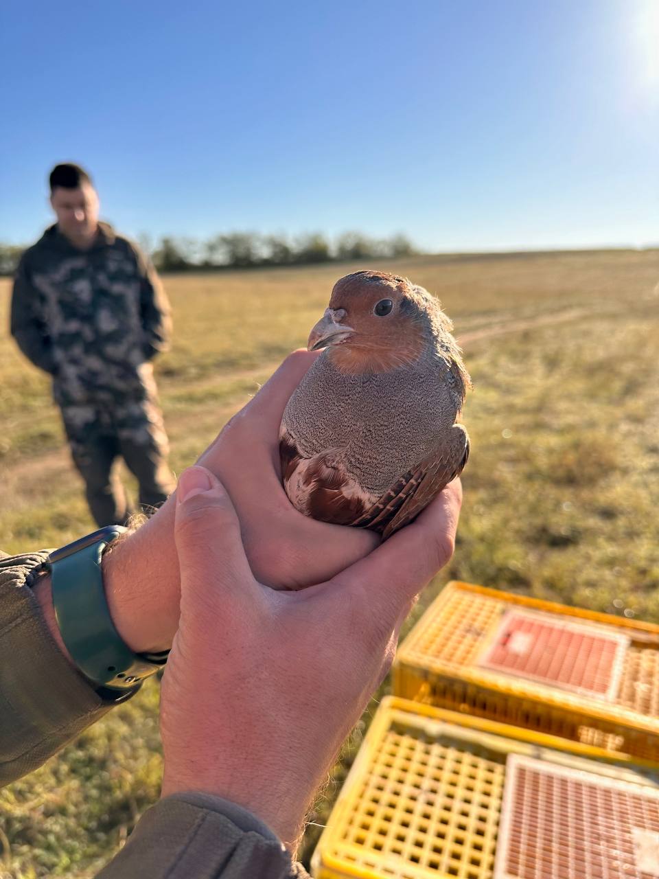 В Крыму выпустили 500 молодых куропаток, выращенных на ферме