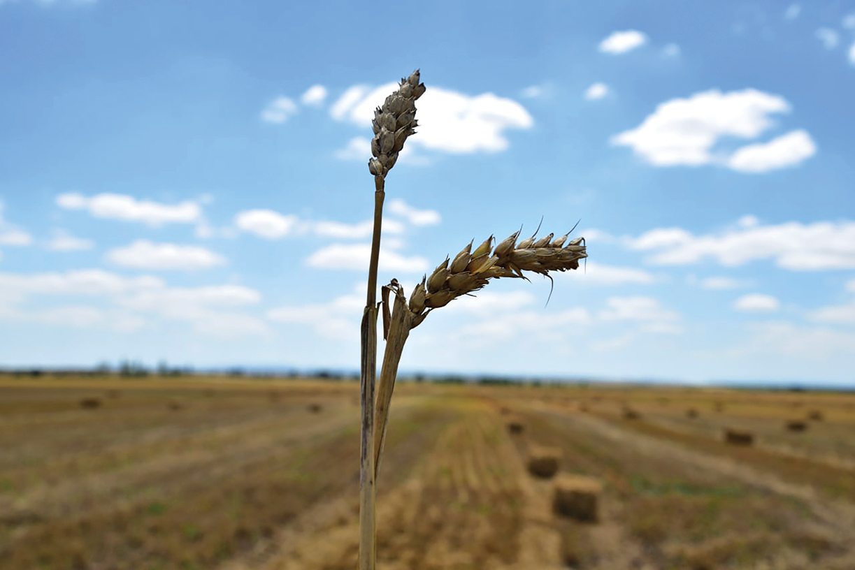 Урожай этого года будет меньше: хватит ли зерновых на удовлетворение потребностей крымчан