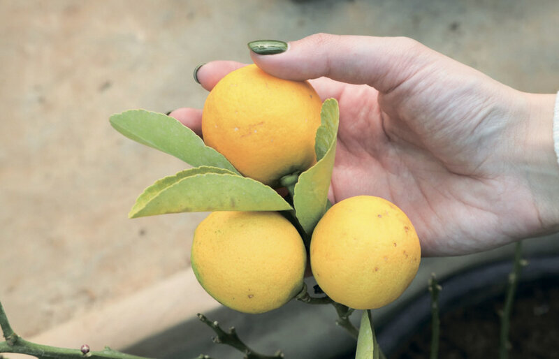 Почему не так просто сохранить иммунитет от гриппа