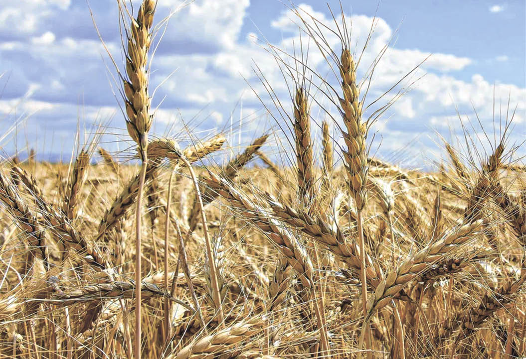 Хорошие показатели: почти 63% крымской пшеницы соответствует продовольственным целям