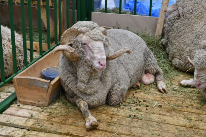 Агрессивный баран убил 85-летнюю крымчанку