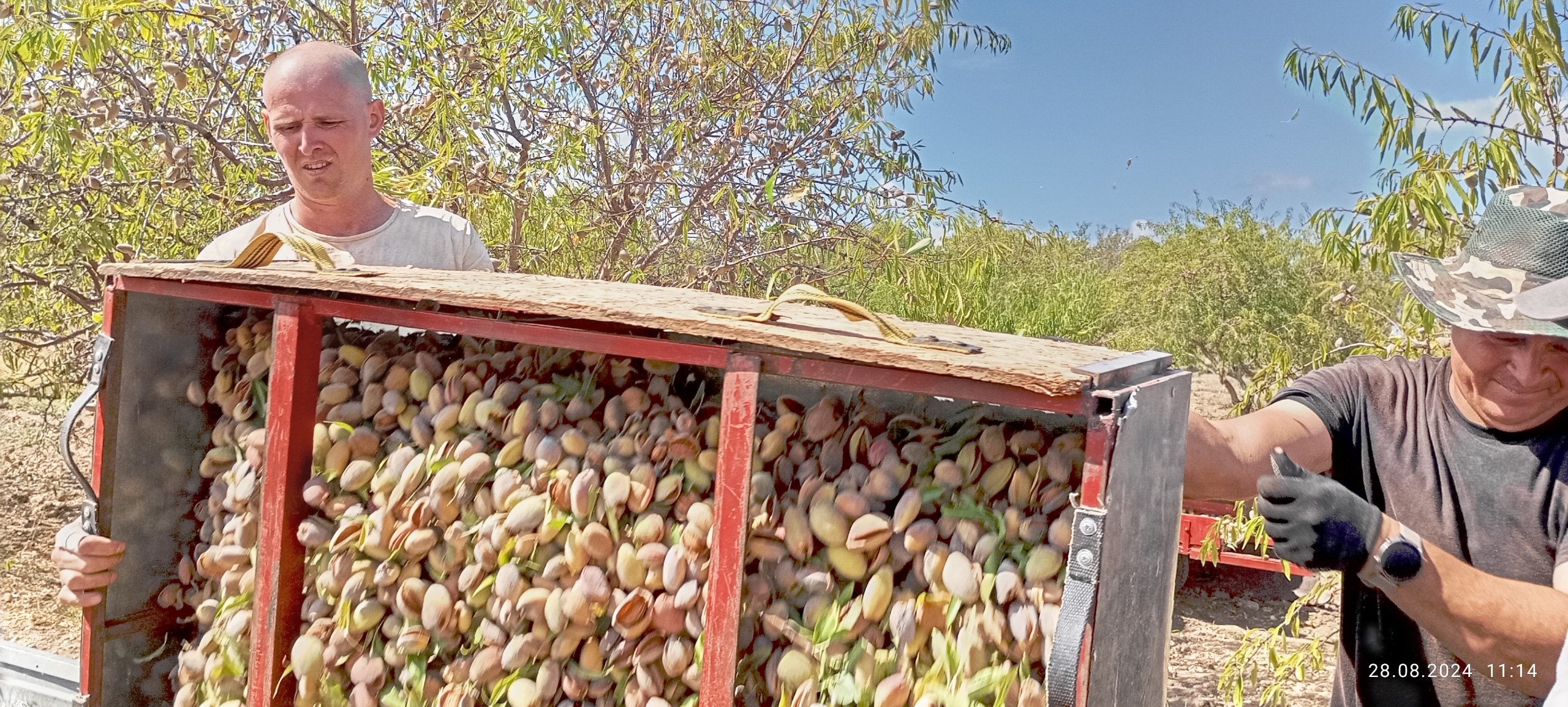 В Крыму начали собирать урожай миндаля