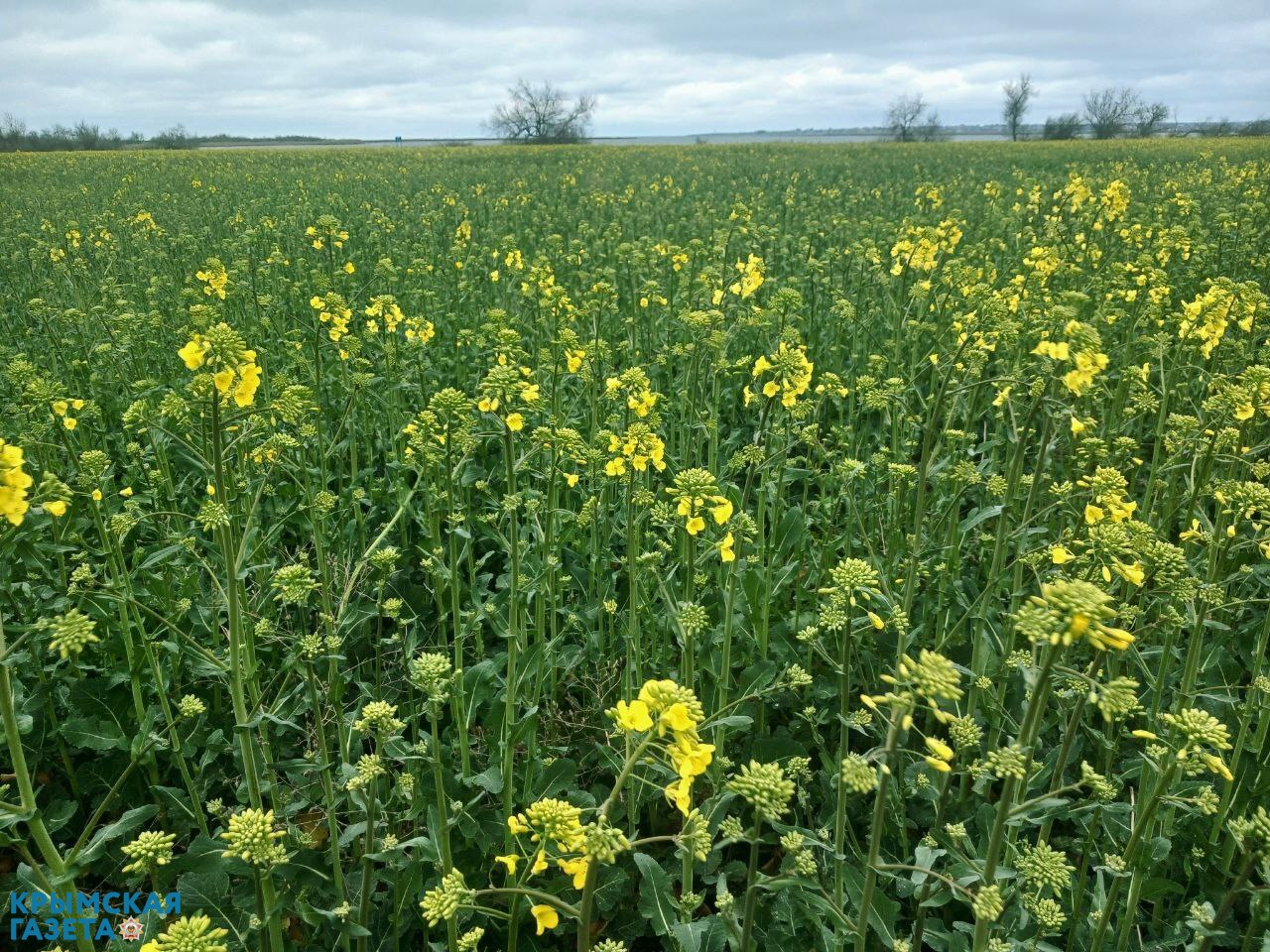 В Крыму на месяц раньше зацвёл рапс: как заморозки повлияют на урожай