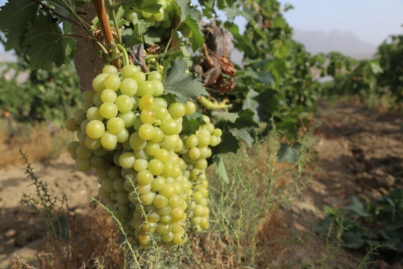 В Крыму стартовал сезон сбора винограда