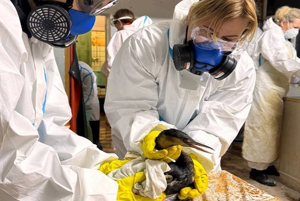 Спортзал и кислородотерапия: как в Керчи спасают птиц