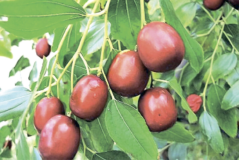 Суперфуд на ветке: какие полезные витамины скрывает в себе китайский финик