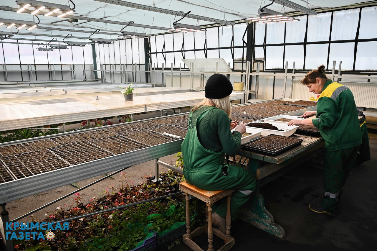 В теплицах Симферополя сеют однолетние цветы, которые украсят город этой весной