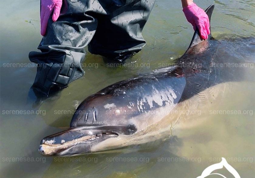 Четвёртый день в Севастополе волонтёры борются за жизнь дельфина