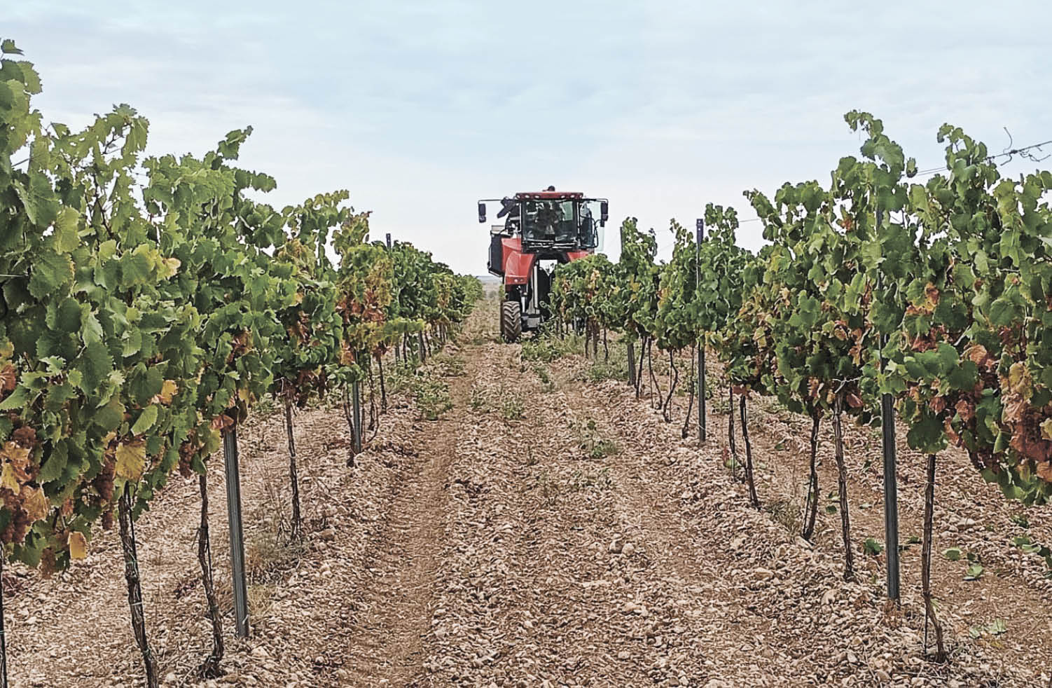 В этом году в Крыму планируют заложить до 1000 га новых виноградников