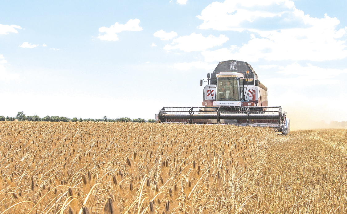 Крым преодолел миллионный рубеж по сбору зерна: в каком районе самая высокая урожайность