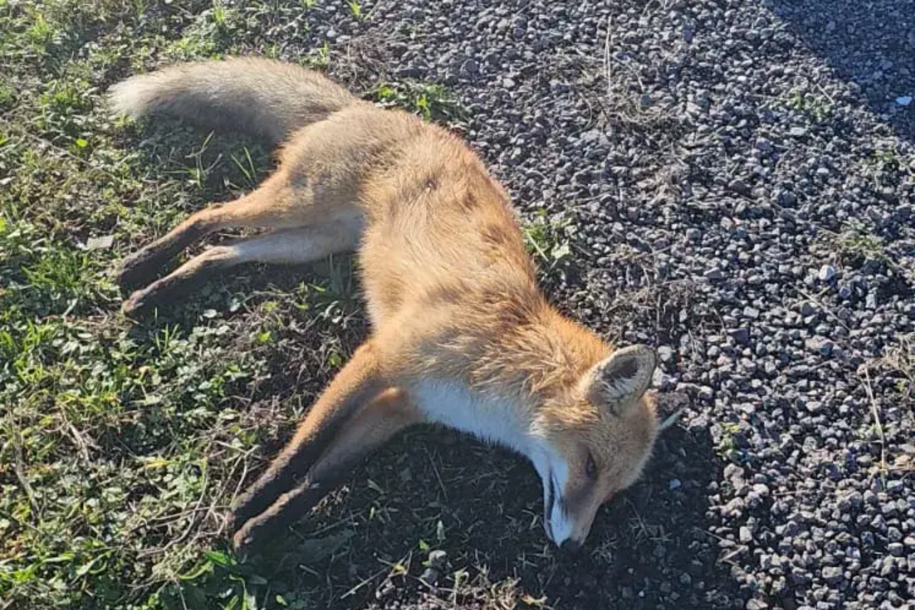 Трёх бешеных лис нашли под Алуштой