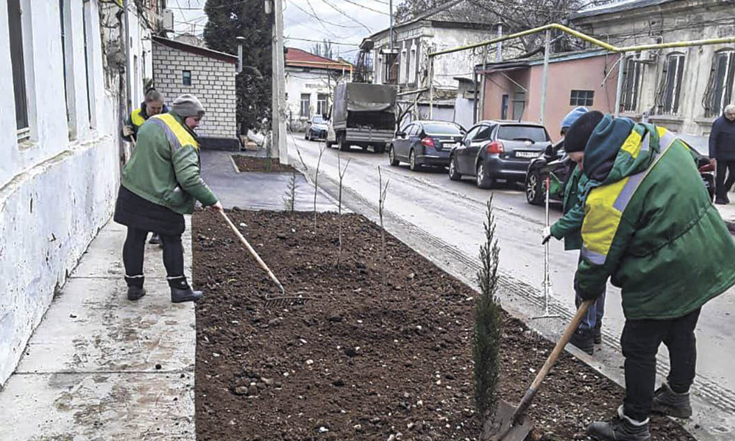 Кипарисы, деревья и кустарники: в Феодосии приступили к озеленению города