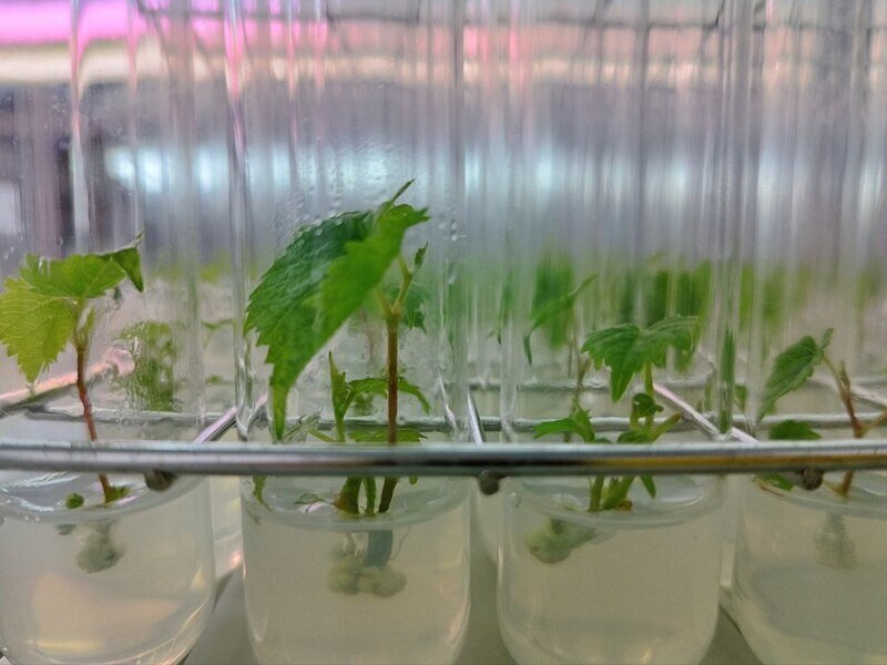 Лоза в пробирке: как в Крыму клонируют и выводят новые сорта винограда