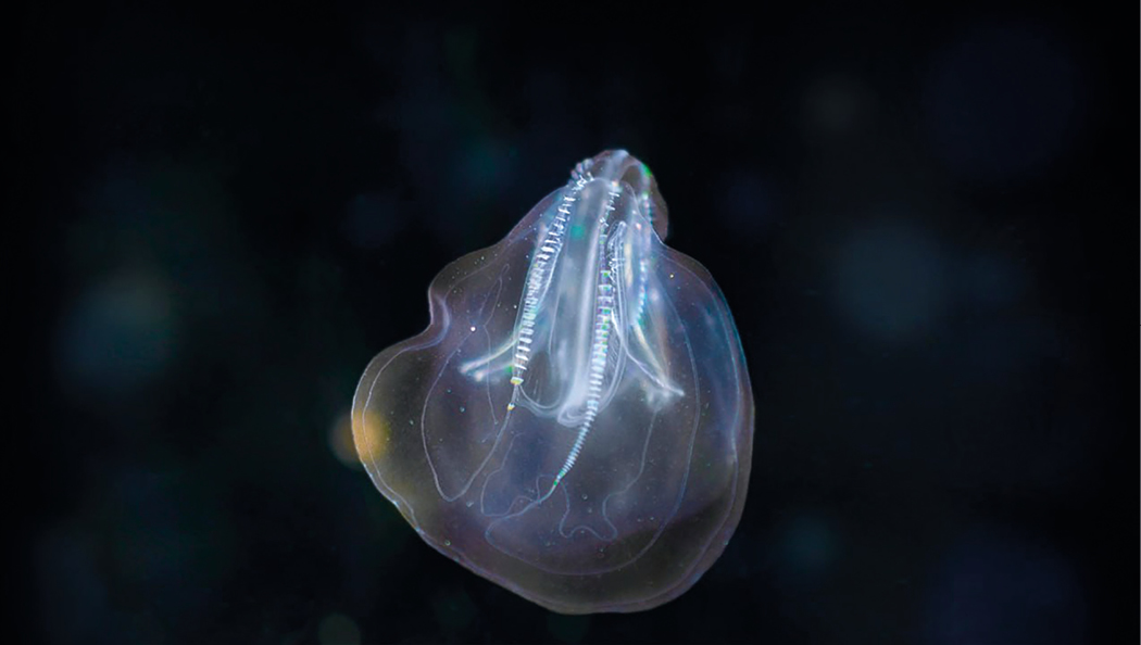 Гребневики: загадочные светлячки подводного мира Крыма и их скрытые способности