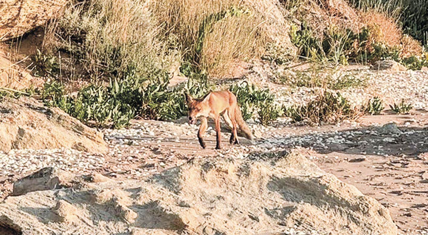 В Крыму участились случаи нападения лис на людей: как не стать жертвой дикого зверя и не заразиться бешенством