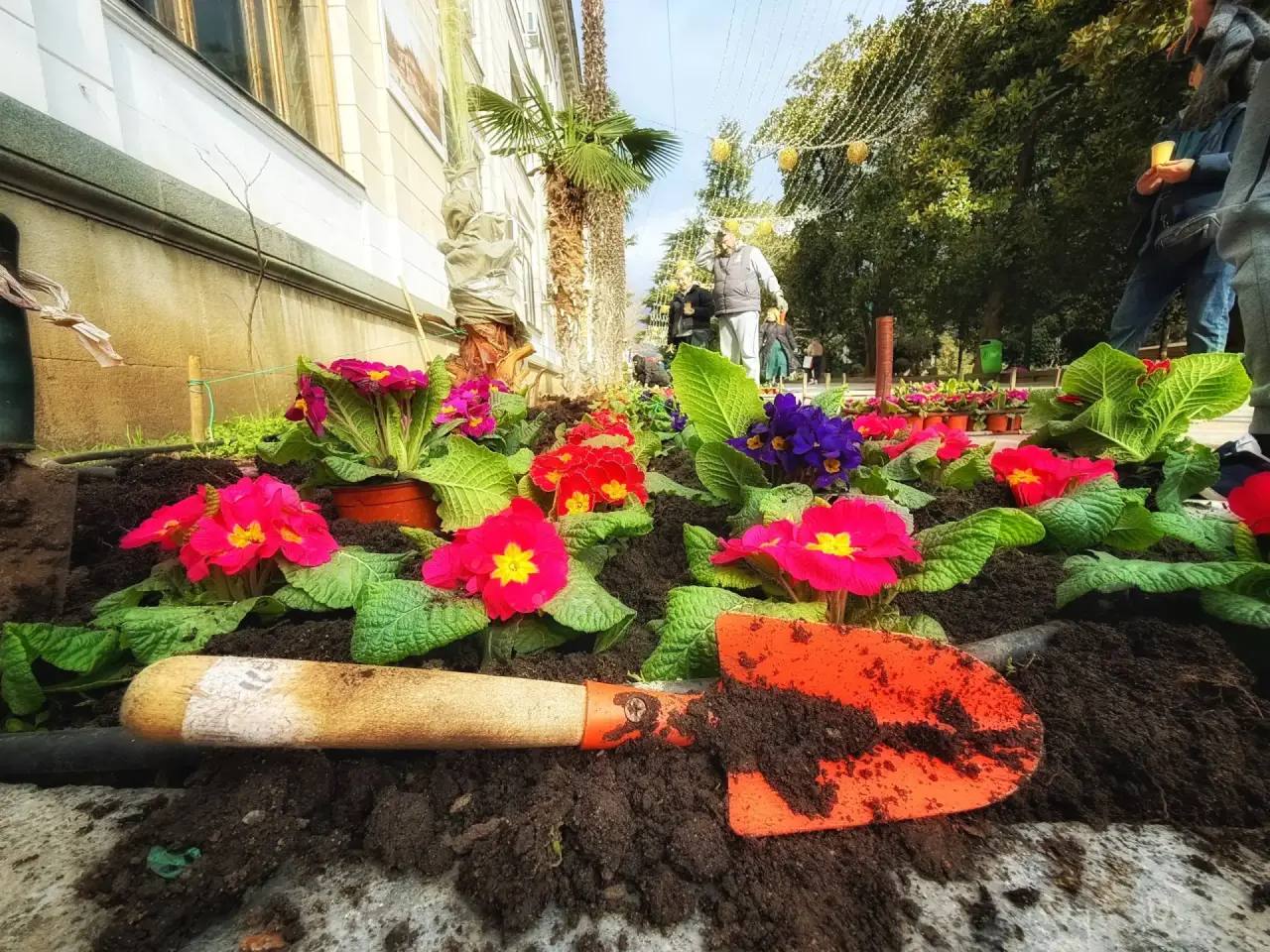 Весенняя высадка цветов началась в Ялте