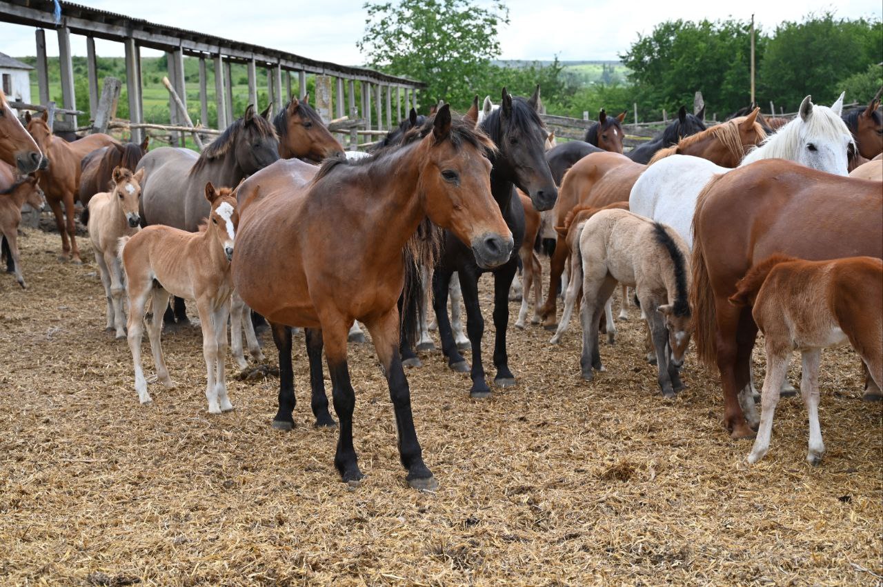 Где в Крыму изготавливают кумыс  в промышленных объемах