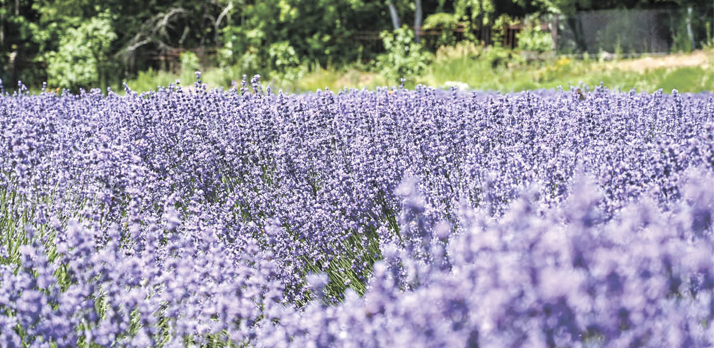 Как правильно использовать лаванду для снижения стресса