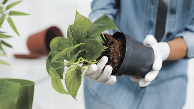 Цветовод рассказала, как и когда пересаживать комнатные растения
