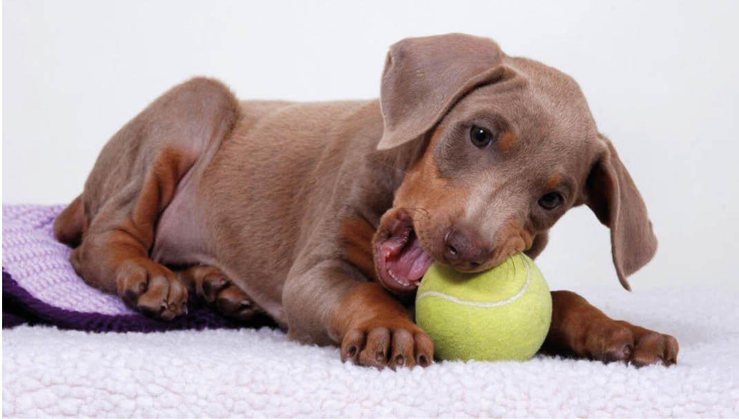 Кукольный магазинчик: зачем собаки глотают игрушки