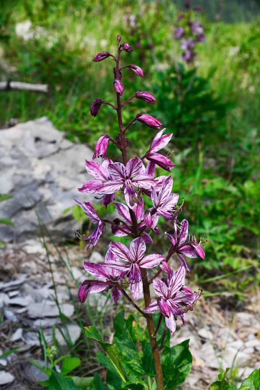 Ожоги весьма болезненны: в Крыму начала цвести купина неопалимая 