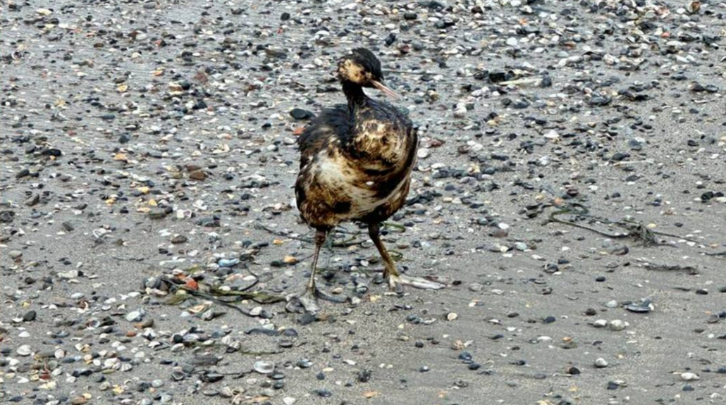 В Крыму за сутки спасли 140 птиц от последствий загрязнения мазутом