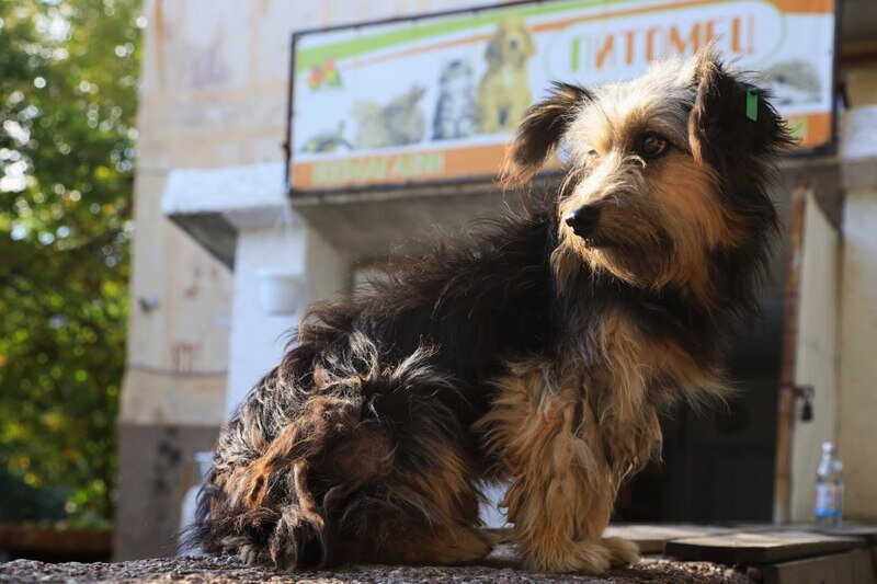 Будущие айболиты: что такое учебная практика для студента-ветеринара