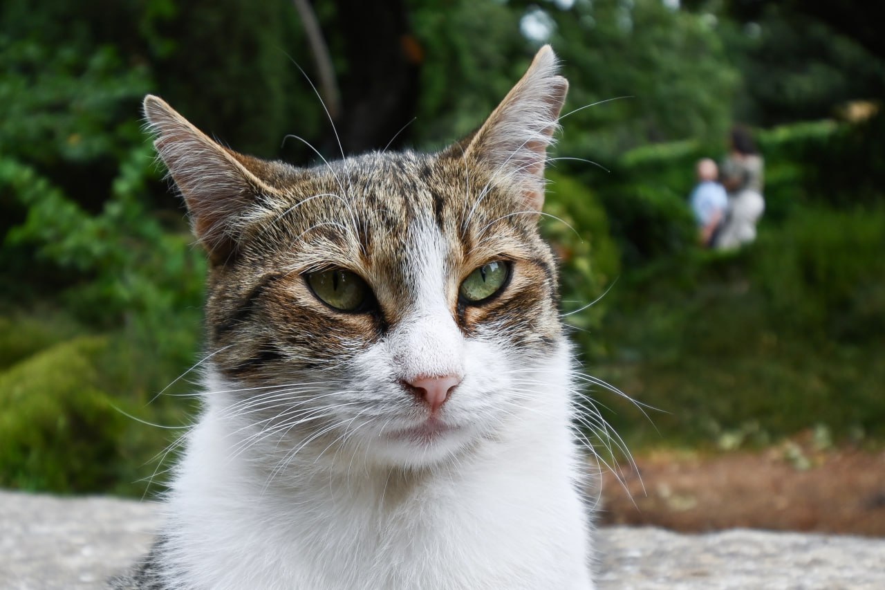 Как ухаживать за питомцем во время линьки