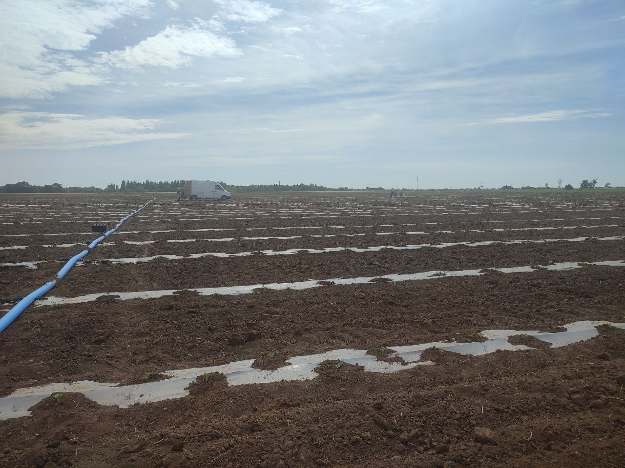 В Раздольненском районе высадят 1000 сажанцев ясеня и лоха