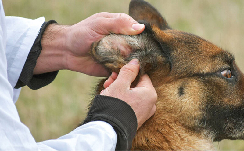 Укус клеща: в каком случае питомца нужно показывать ветеринару