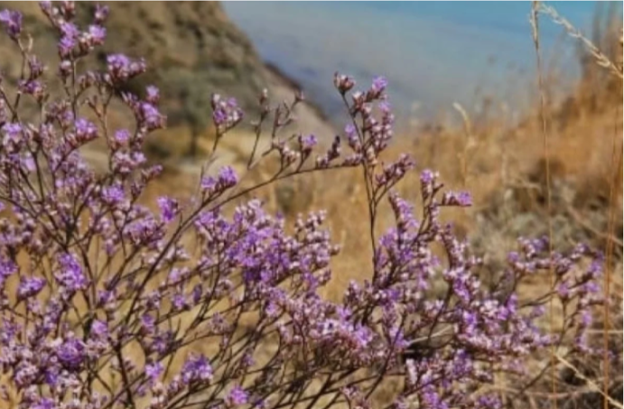 В крымской степи началось цветение кермека