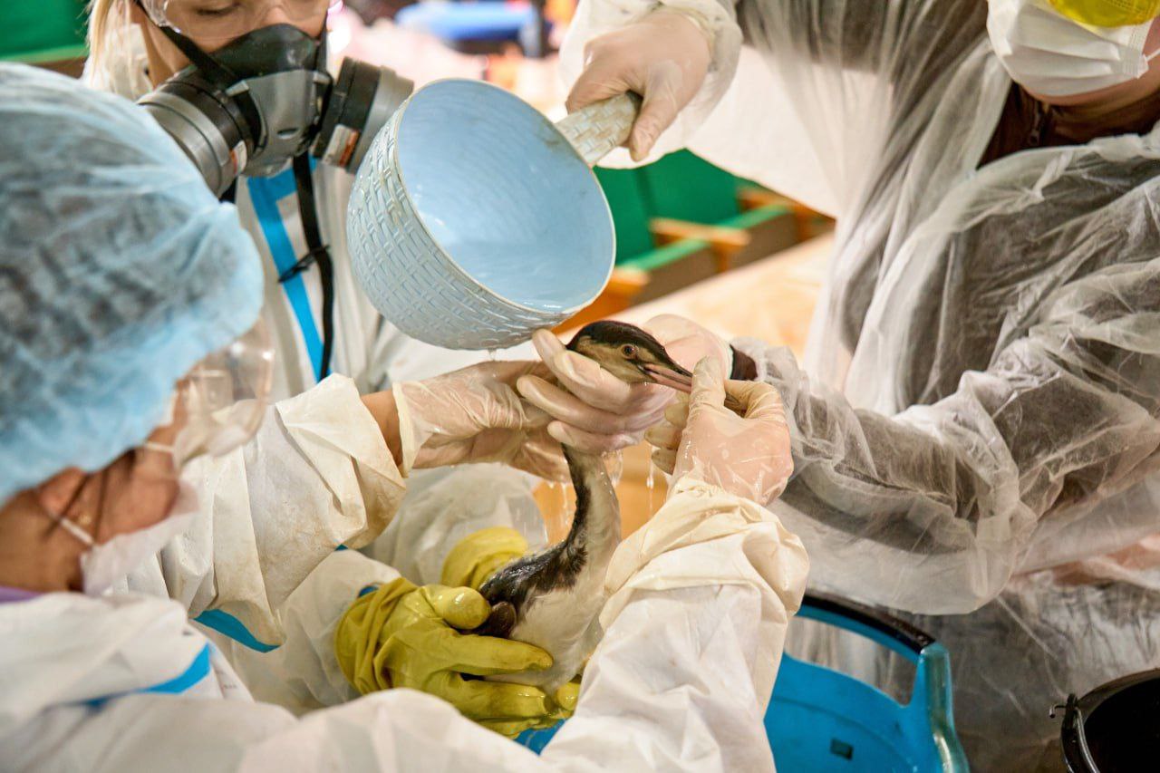 В Крыму за 7,5 млн рублей построят центр реабилитации пострадавших от мазута птиц