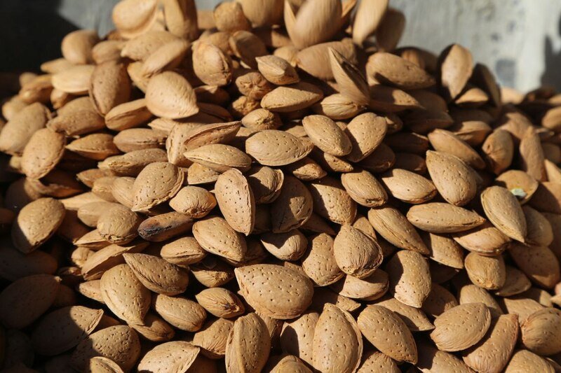 В садах Крыма приступили к сбору миндаля