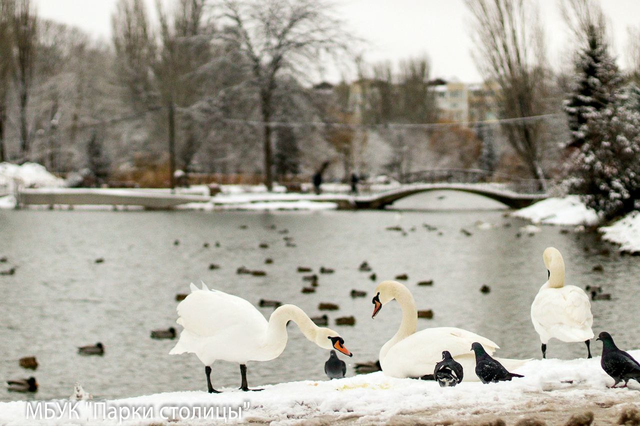 Уткам и лебедям Гагаринского парка увеличили рацион из-за холодов